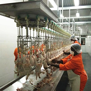 Semi-Automatic Evisceration System for  Chicken  poultry processing line Stainless steel 304 material Quality plucker