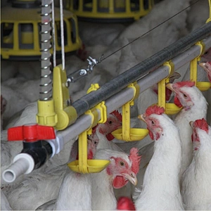 Broiler house design high efficient breeder chain pan feeding system