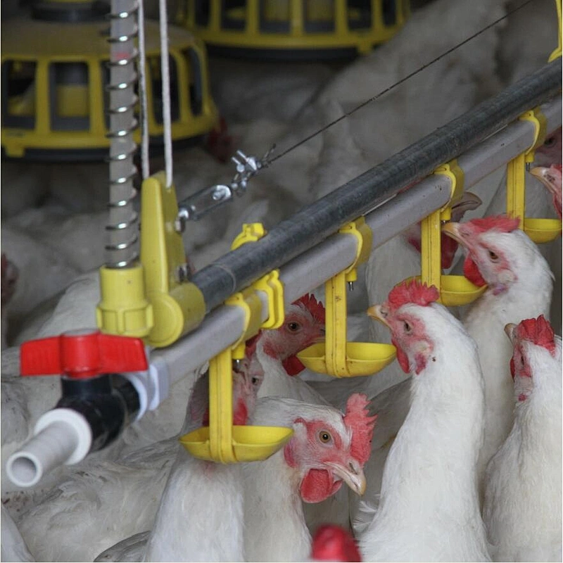 Broiler house design high efficient breeder chain pan feeding system