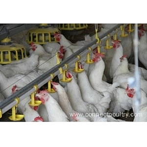 Big Chain Breeder feeding system Poultry feeding house shed equipment