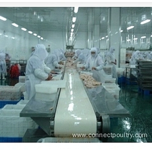Belt conveyor system for poultry processing line