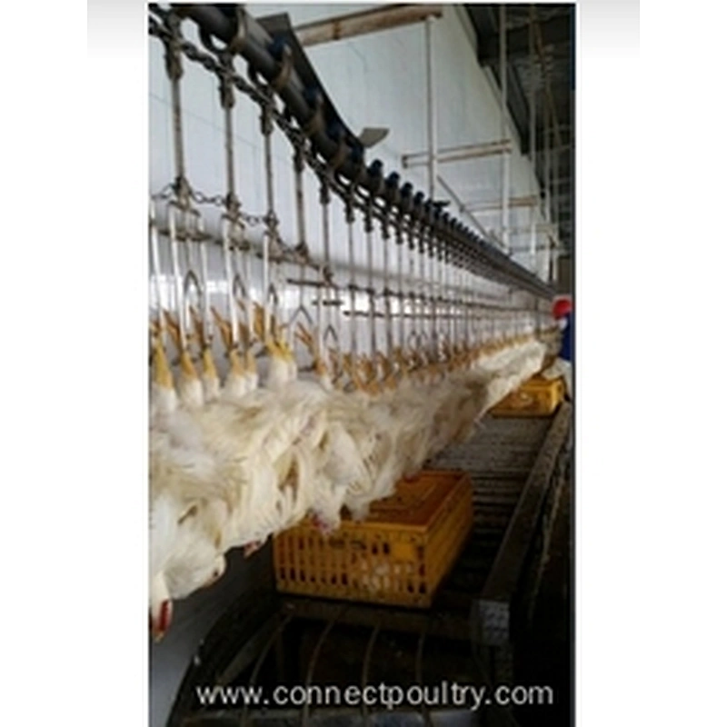 Overhead Conveyor system chicken slaughterhouse