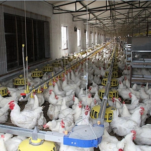 Broiler house design high efficient breeder chain pan feeding system