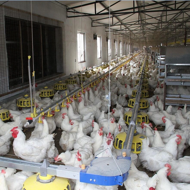 Broiler house design high efficient breeder chain pan feeding system