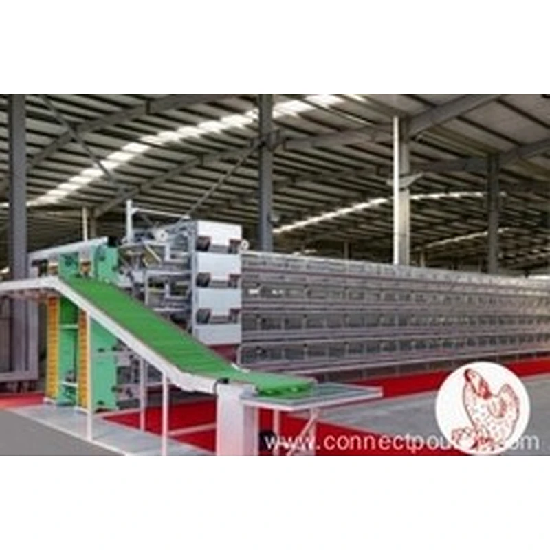Layer Cage system for poultry farm