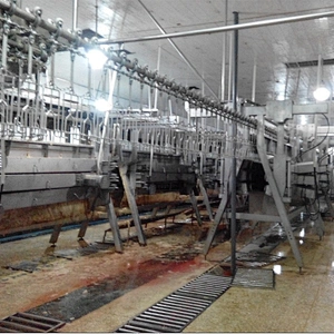 chicken processing equipment