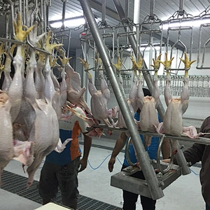 used semi automatic turnkey layer farm project poultry slaughter house head puller equipment