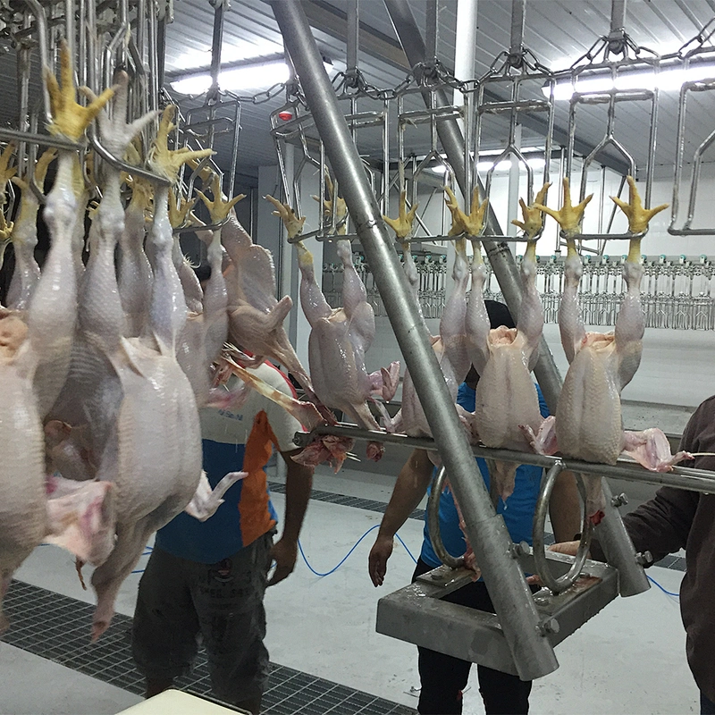 used semi automatic turnkey layer farm project poultry slaughter house head puller equipment