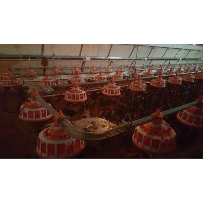 Broiler Breeder Pan feeding system
