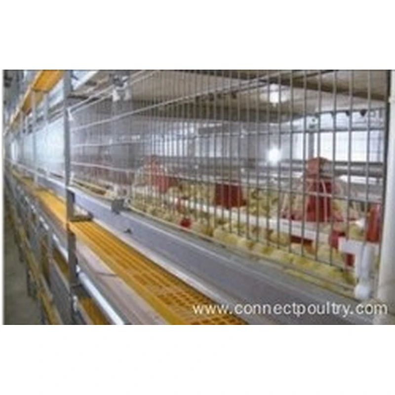 Automatic Broiler Cage Feeding Equipment for Chicken house raising machinery