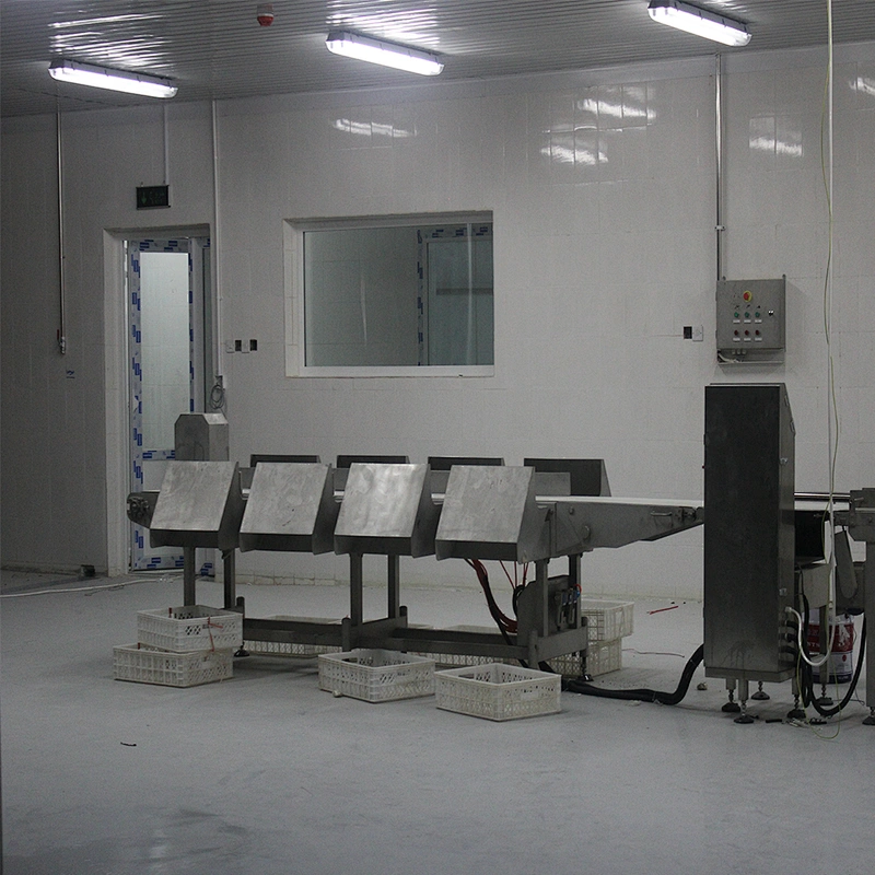 European standard new automatic poultry slaughtering belt weighing and grading machine