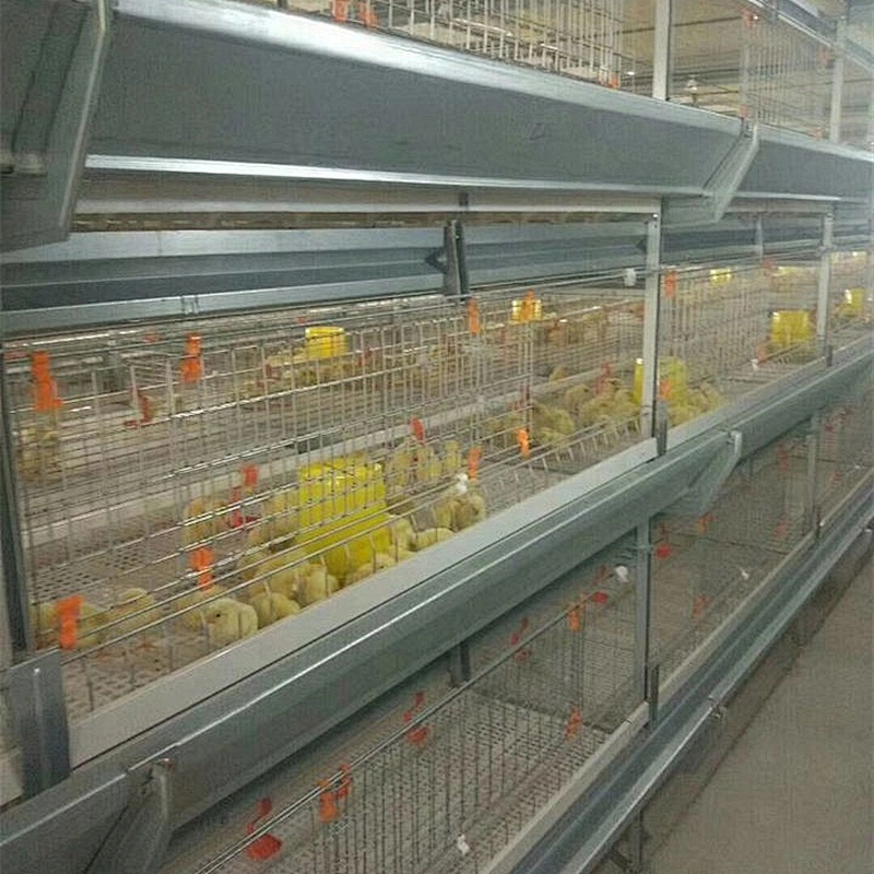 Battery Cage Pullets Rearing Equipment for chicken house shed of poultry farm