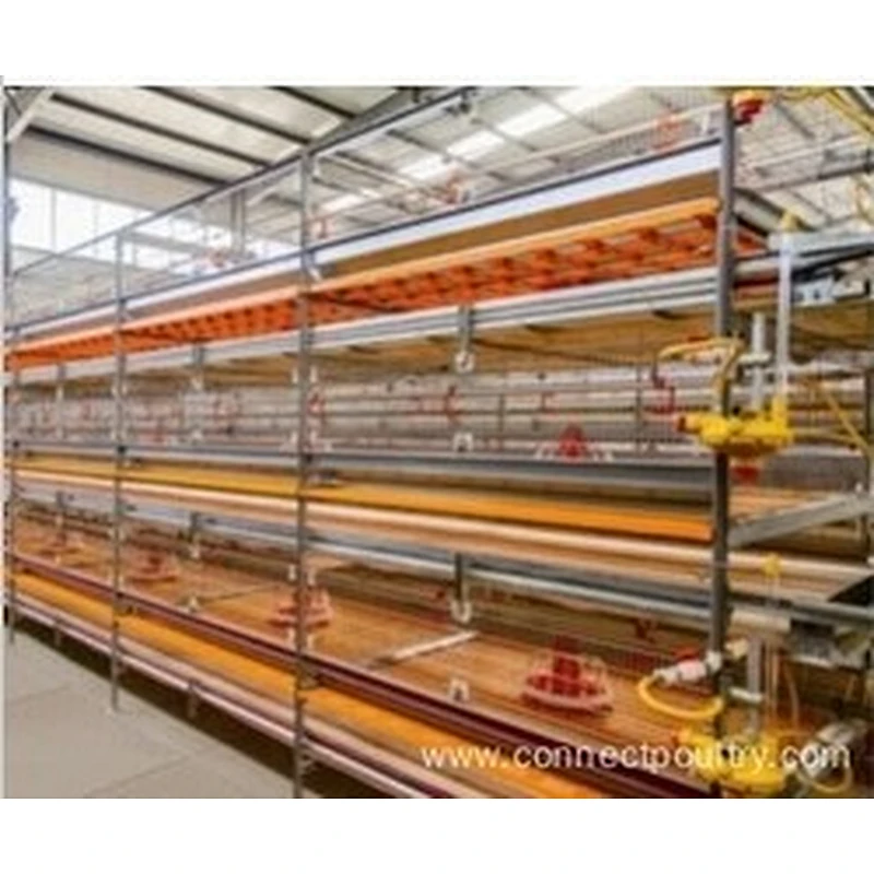 Automatic Broiler Cage Feeding Equipment for Chicken house raising machinery