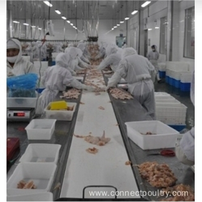 Belt conveyor system for poultry processing line