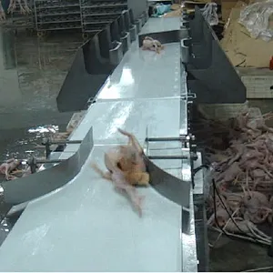 500BPH capacity China halal chicken slaughtering house plucking machine and poultry belt weight scale and grading equipment
