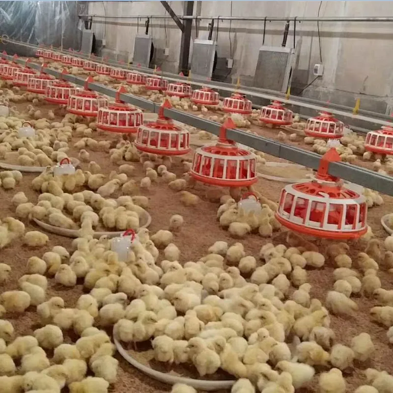 Broiler house design high efficient breeder chain pan feeding system