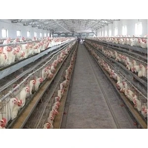Main feeding system for poultry farm feeding equipment