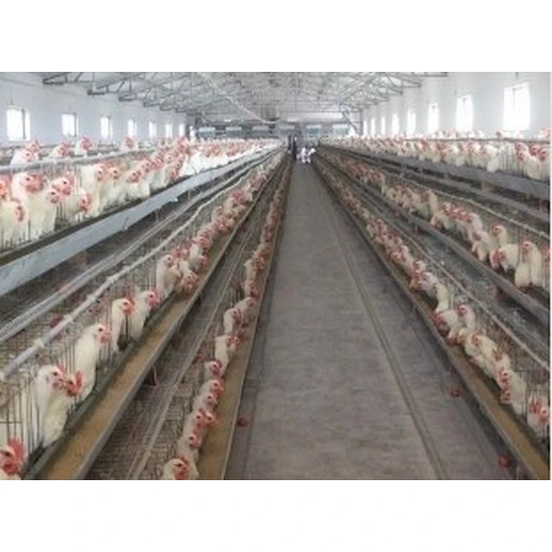 Main feeding system for poultry farm feeding equipment