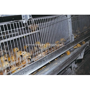 Complete Automatic Pullets Rearing Cages System Poultry Farming Equipment Breeding Chicken Cage System