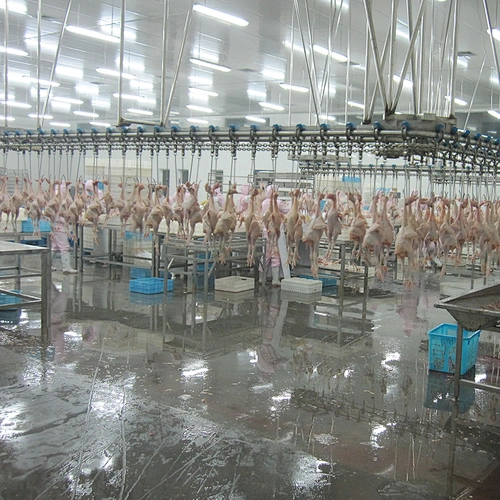 500BPH 1000BPH 3000BPH 6000BPH 12000BPH full automatic poultry halal slaughter house equipment for sale