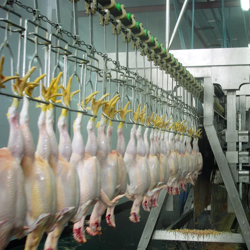 1000BPH Semi Automatic complete chicken quail goose duck processing line  machinery stainless steel 304 plucker machine