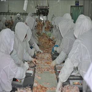 European standard new automatic poultry slaughtering packing area belt conveyor line