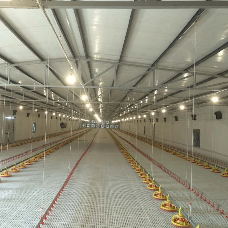 Feeding line and Drinking line for broiler chicken house equipment