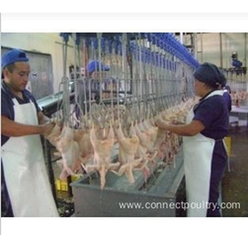 Semi-Automatic Evisceration System for  Chicken  poultry processing line Stainless steel 304 material Quality plucker