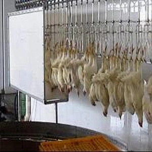 Customized Complete chicen farm turnkey project slaughterhouse processing plant stunner machinery