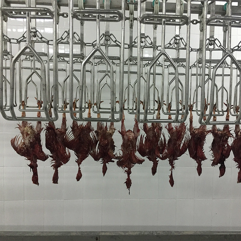 chicken slaughter equipment conveyor