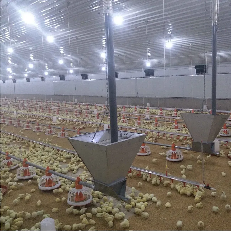 Feeding line and Drinking line for broiler chicken house equipment