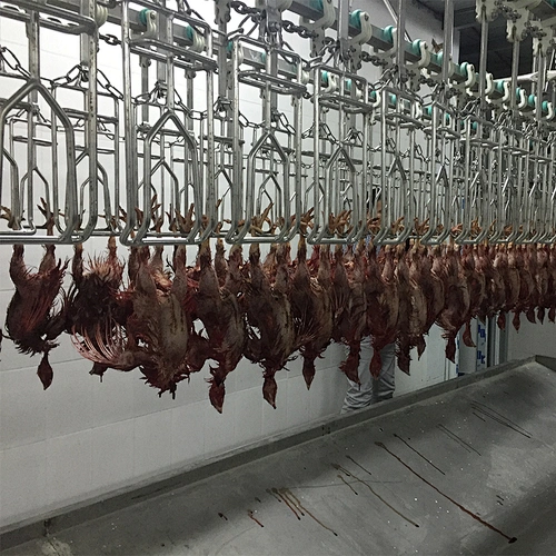 poultry slaughter equipment