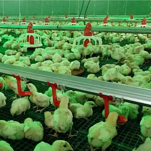 Automatic broiler feeding and drinking system poultry house shed equipment