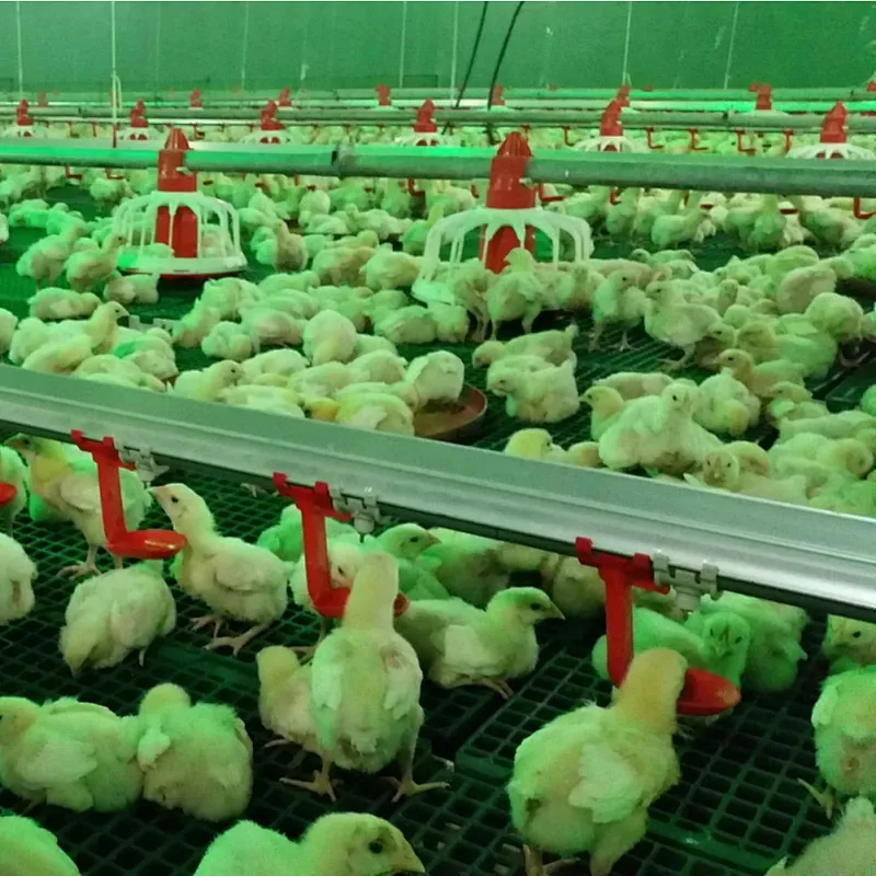 Automatic broiler feeding and drinking system poultry house shed equipment