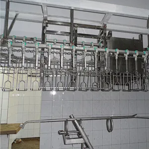 500BPH 1000BPH Semi-Auto  Complete Chicken Abattoir equipment for slaughter house
