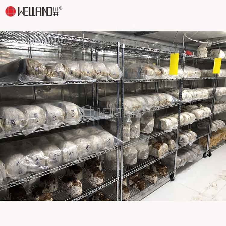 étagères de culture de champignons