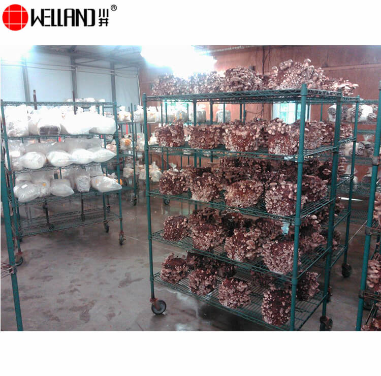 mushroom cultivation growing shelves