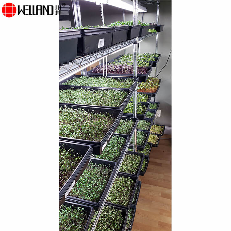 étagères de culture de plantes