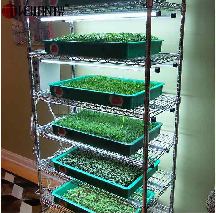 Microgreens Growing Wire Shelving