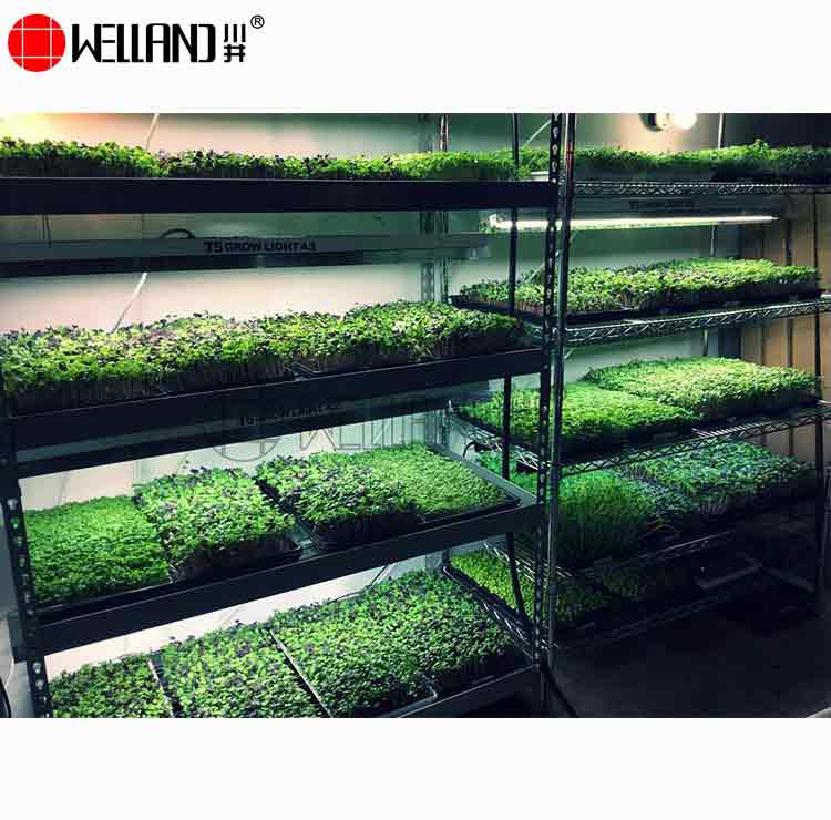 Microgreens Growing Wire Shelving