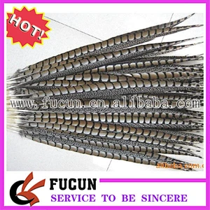 lady amherst pheasant feathers for party dress