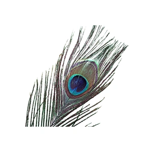 Wholesale High quality beautiful natural peacock feathers for carnival decoration