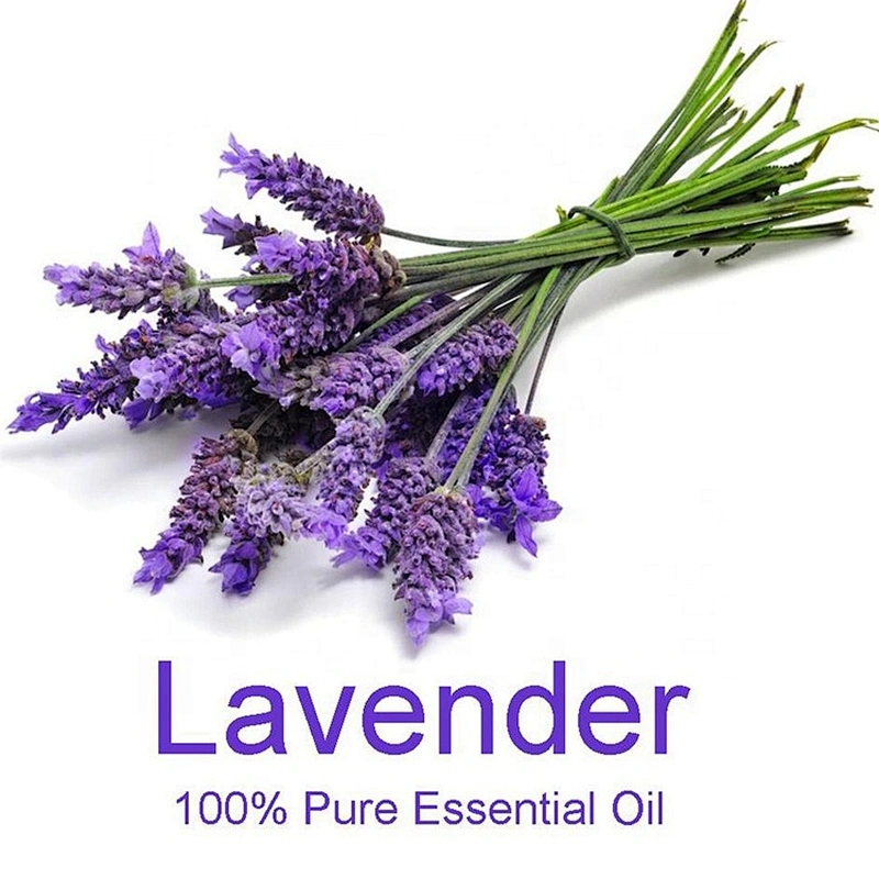 Best price sale skin care lavender essential oil young living essential oil