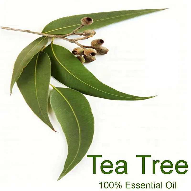 Private Label hot sale 100% pure natural organic tea tree essential oil