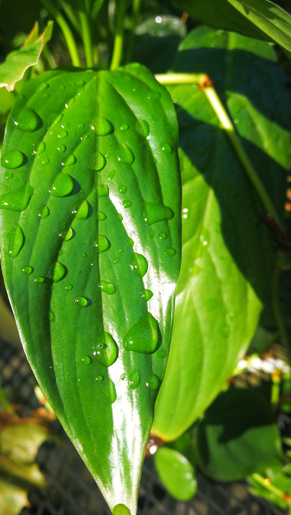EDTA IRON FERTILIZER USE