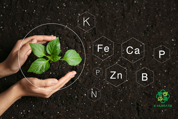 edta iron fertilizer use