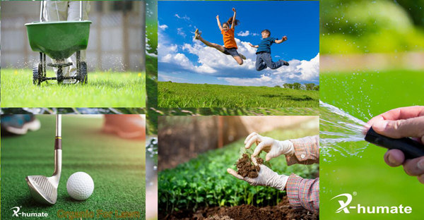Spreading uniform humic acid granules on a professional golf course turf to maintain a vibrant and deep green appearance.