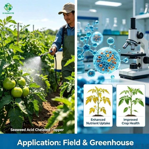 Applying Seaweed Extract Chelated Copper to correct copper deficiency in crops, enhancing disease resistance and stimulating growth in a professional greenhouse setting.