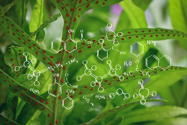 EDTA CHELATED COPPER FOR FERTILIZER USE