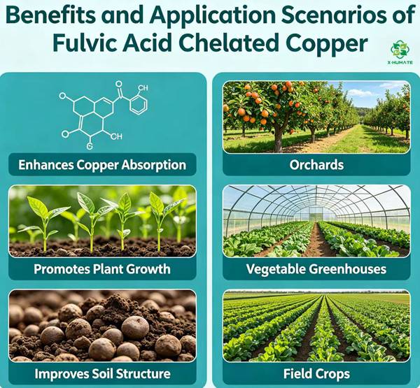 Improved nutrient absorption with organic chelated Copper Fulvate fertilizer